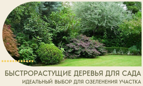 Быстрорастущие деревья для сада идеальный выбор в Камне-на-Оби