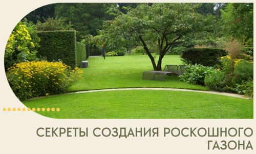 Секреты создания роскошного газона в Камне-на-Оби